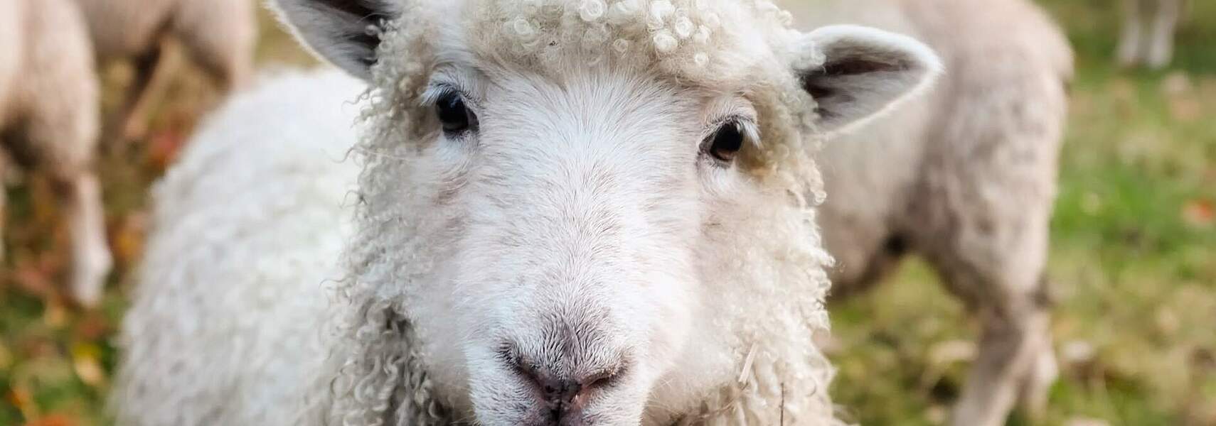 Können Wolf und die Weidetierhaltung nebeneinander bestehen?