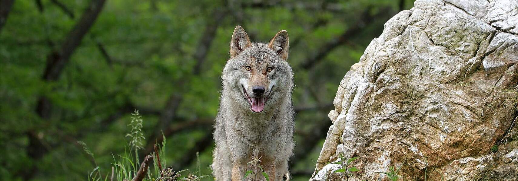 Bundestag schafft Möglichkeit zur effizienten Regulierung des Wolfes