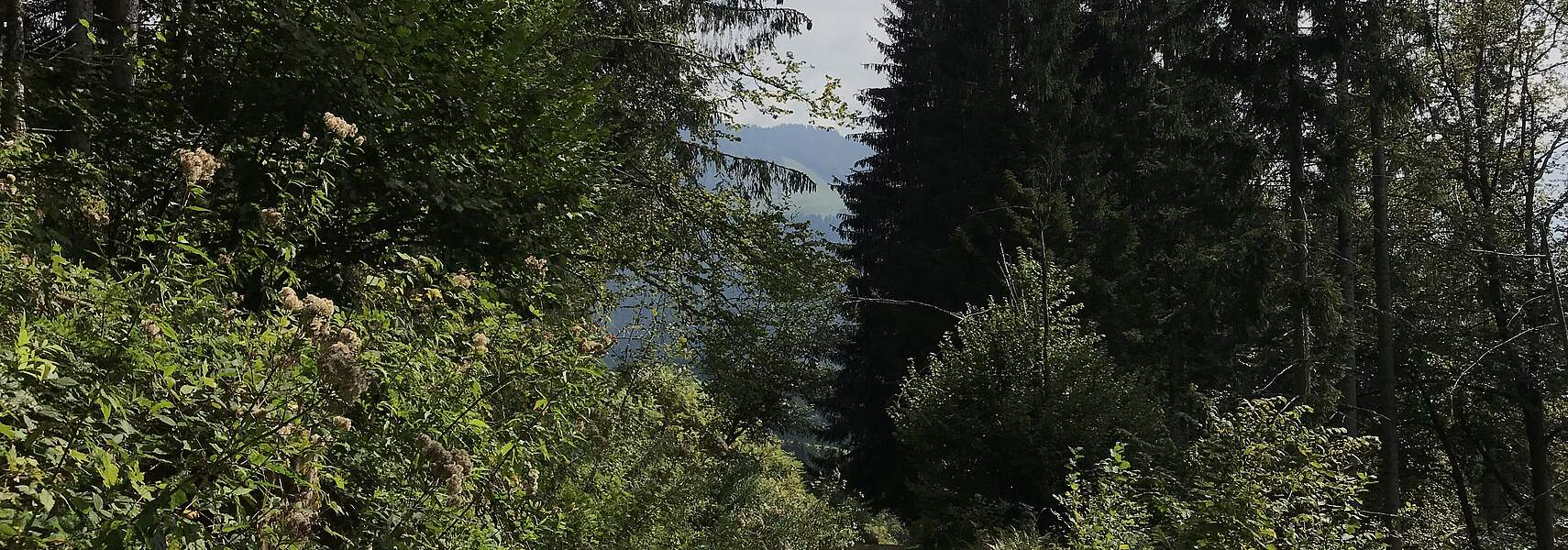Bauernverband begrüßt angekündigte Verschiebung der EUDR