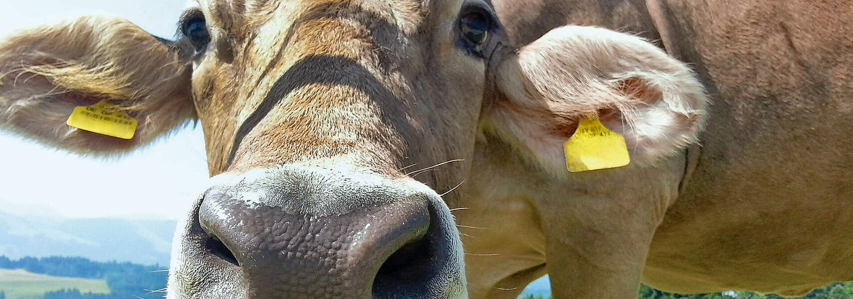 Unfallvorsorge bei Weiderindern