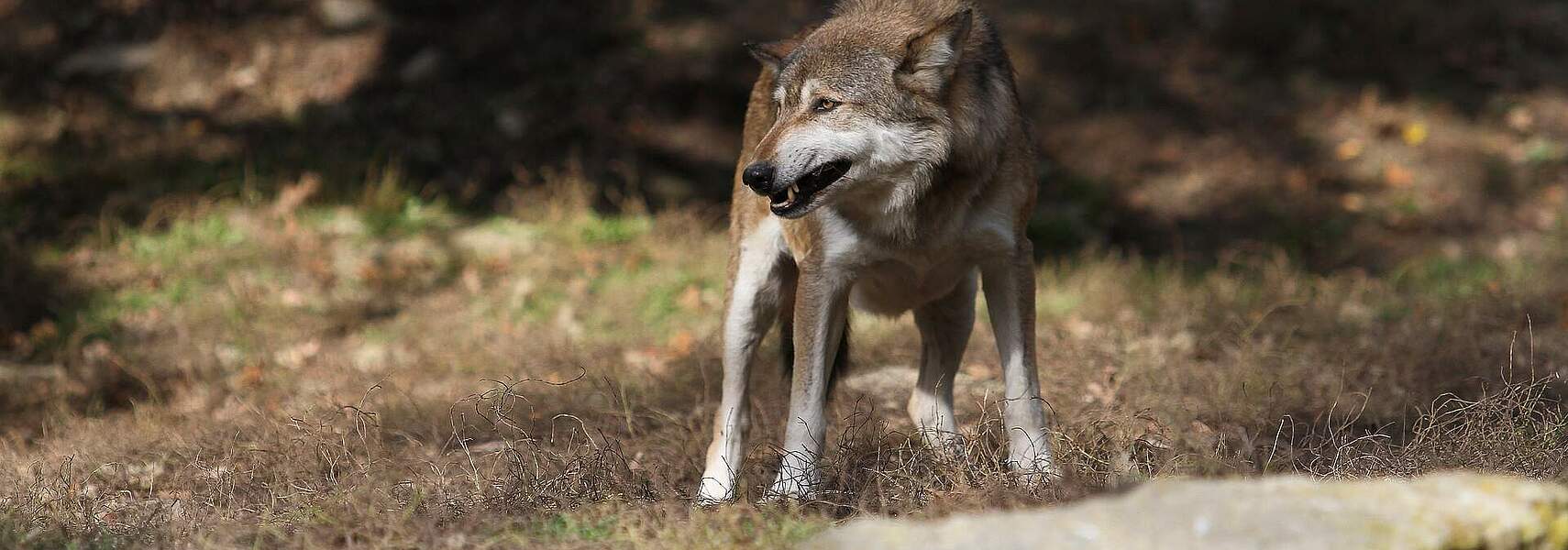 Bauernverband begrüßt Absenkung des Schutzstatus des Wolfes durch Europäisches Parlament
