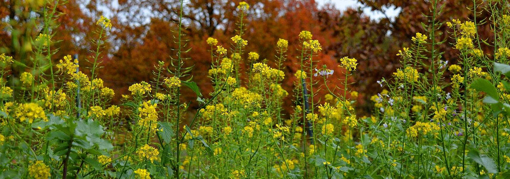 Greening 2019: Ökologische Vorrangflächen weiter auf stabilem Niveau