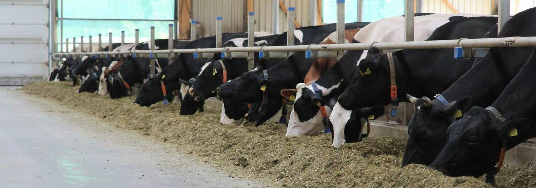 Bauernverband fordert schnelle Entscheidungen bei Milchgipfel