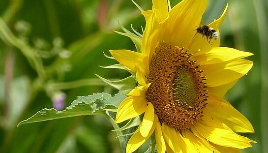 Hummel Anflug SoBlume_Blühstreifen_20180822_DBV Zippel