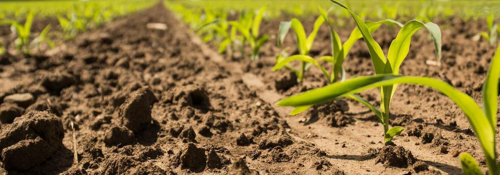 Deutscher Bauernverband stellt Zukunftskonzept vor