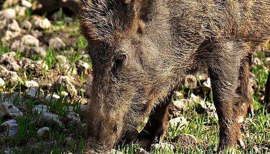 wild-boars-3363665_1920_pixabay_Alexas_Fotos.jpg
