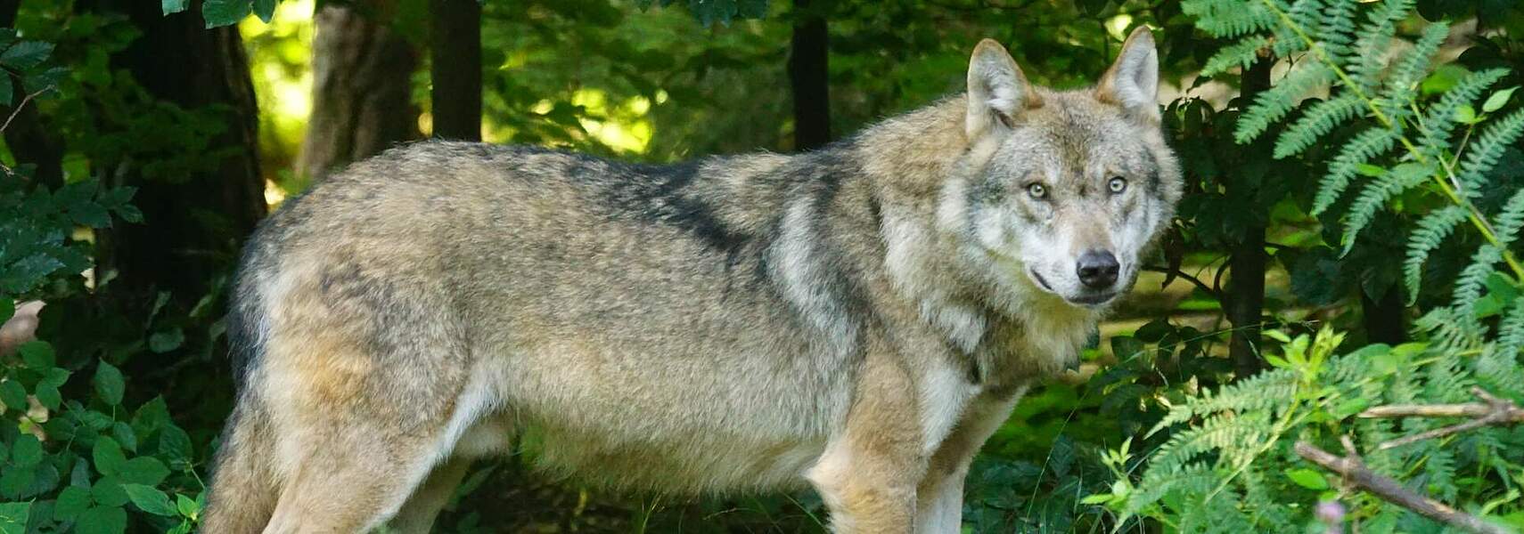 Wie viele Wölfe leben bereits in Deutschland?