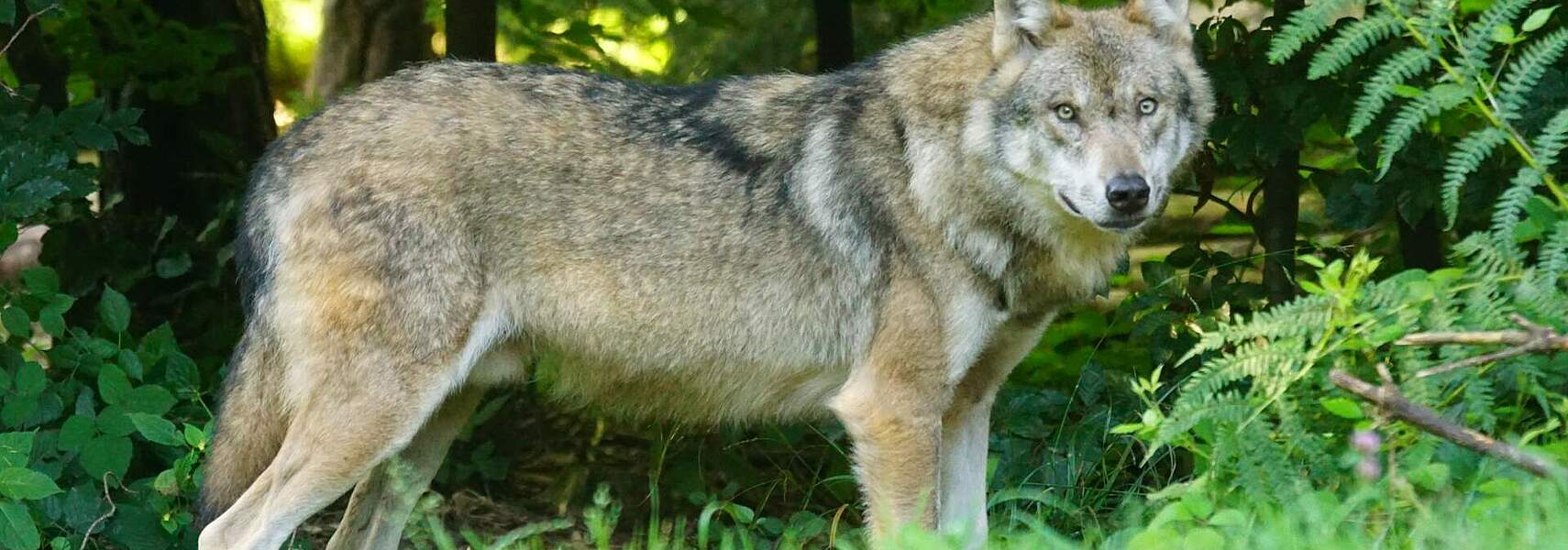 Erhaltungszustand des Wolfes gesichert, Weidetierhaltung gefährdet