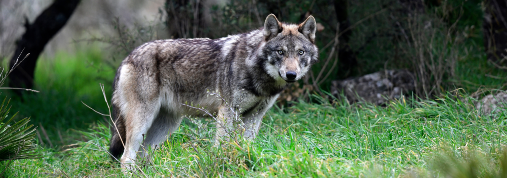 Abgesenkten Schutzstatus beim Wolf zügig umsetzen