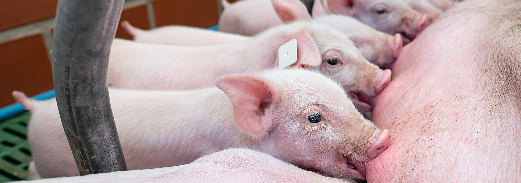 dbk 11/2025 – Weiterentwicklung der Tierhaltung