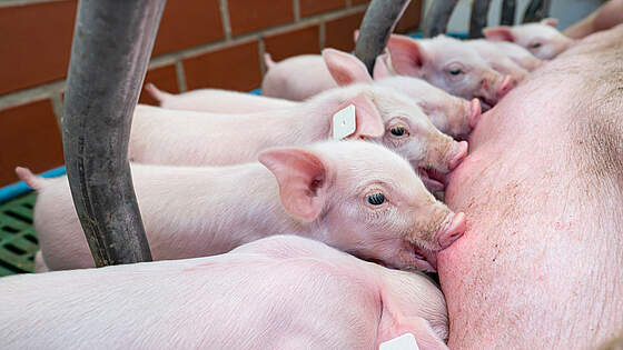 Suchergebnis Vorschaubild