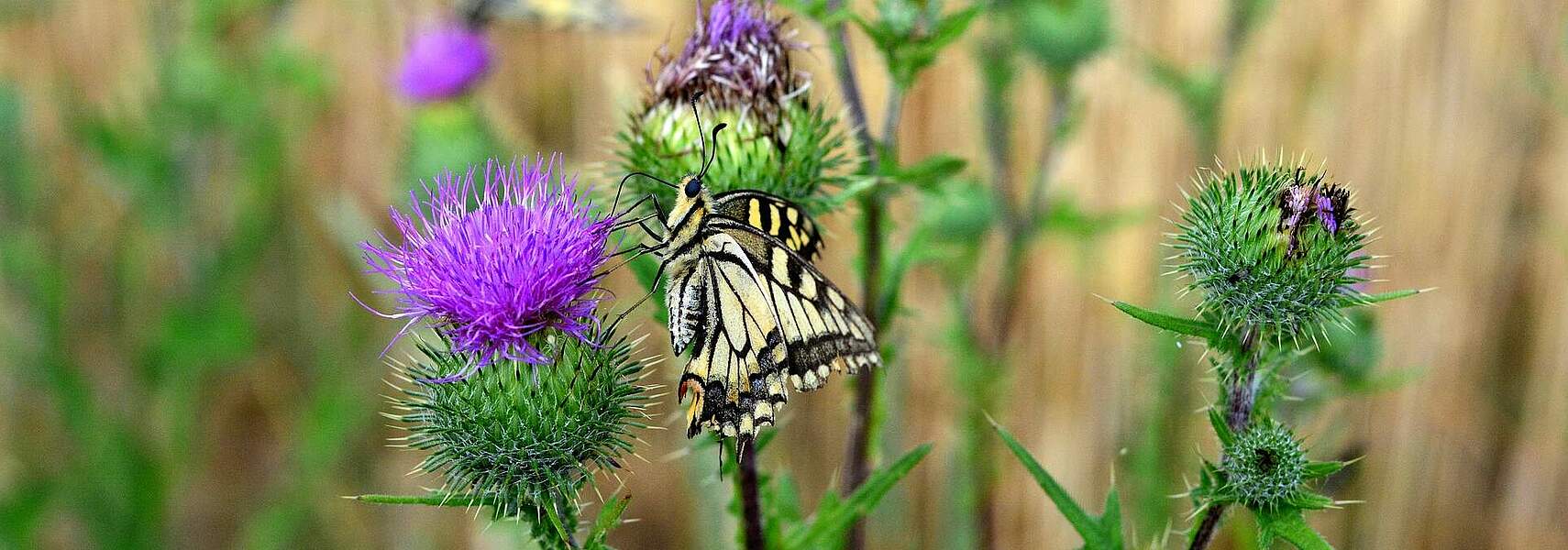 Bauernverband zum Runden Tisch Insektenschutz