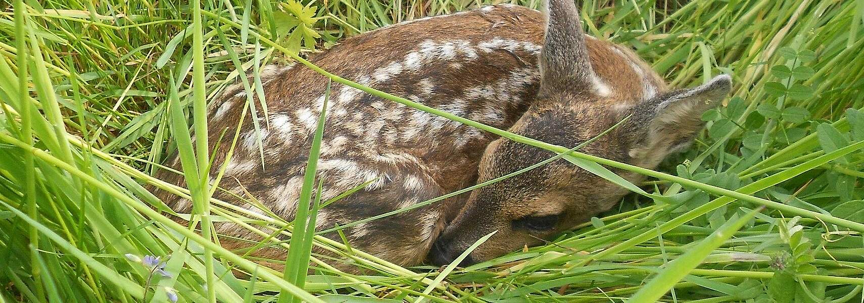 Rehkitze und Bodenbrüter bei der Frühjahrsmahd schützen