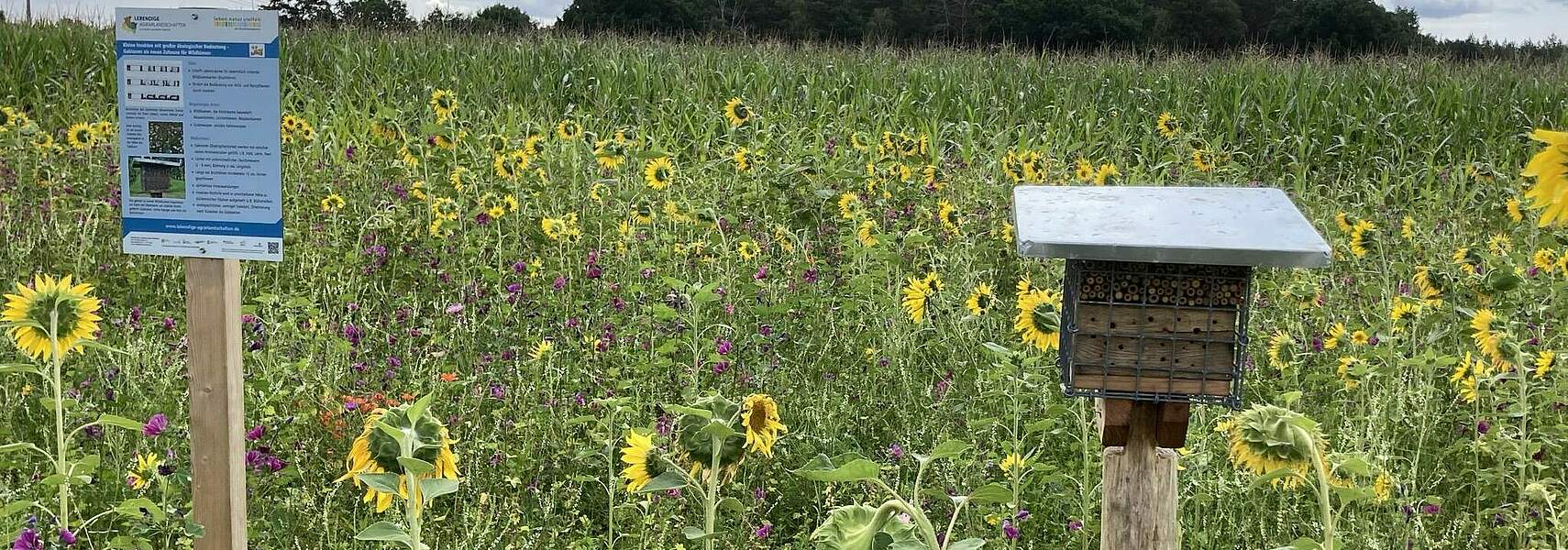 Bauernverband macht Biodiversität mit Schaufläche erlebbar