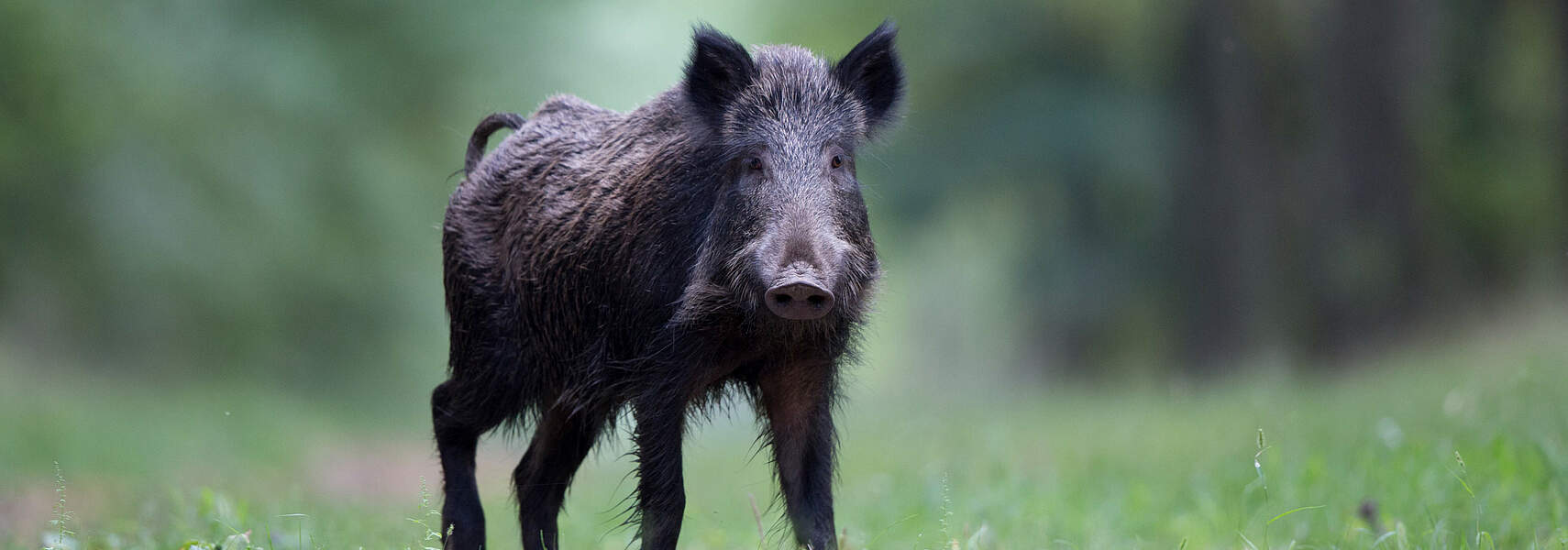 Ausbreitung der Afrikanischen Schweinepest eingrenzen