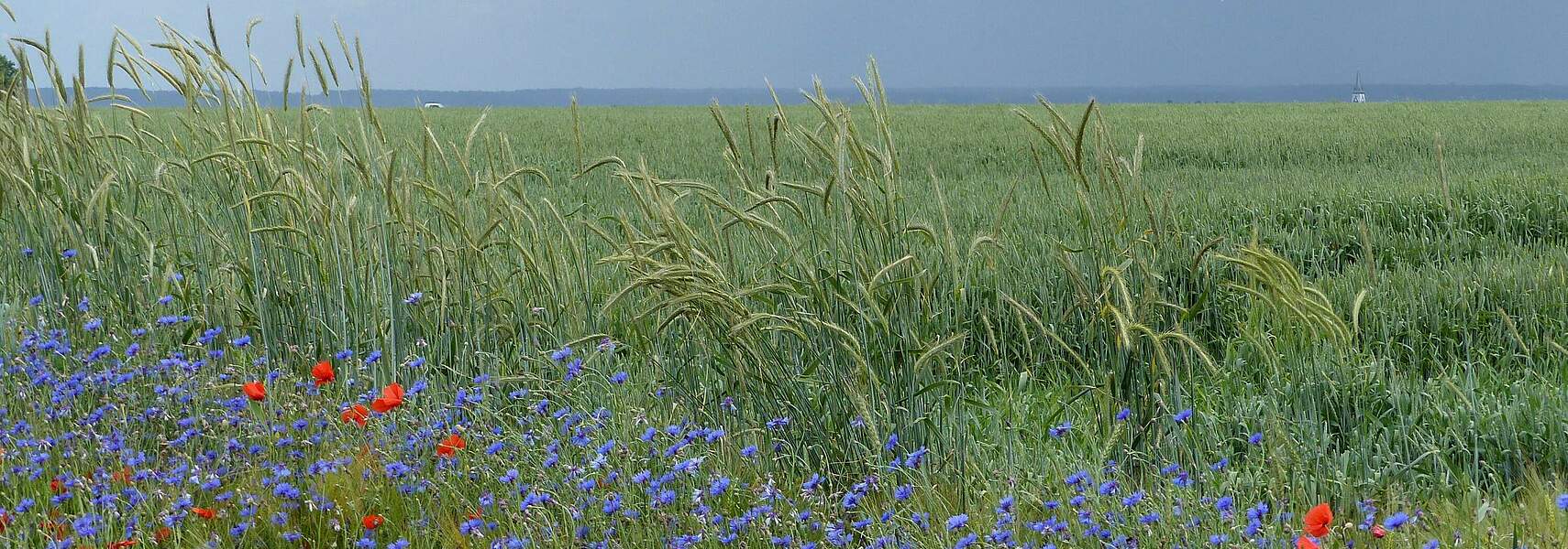 Interesse der Landwirte am Ökolandbau wächst weiter