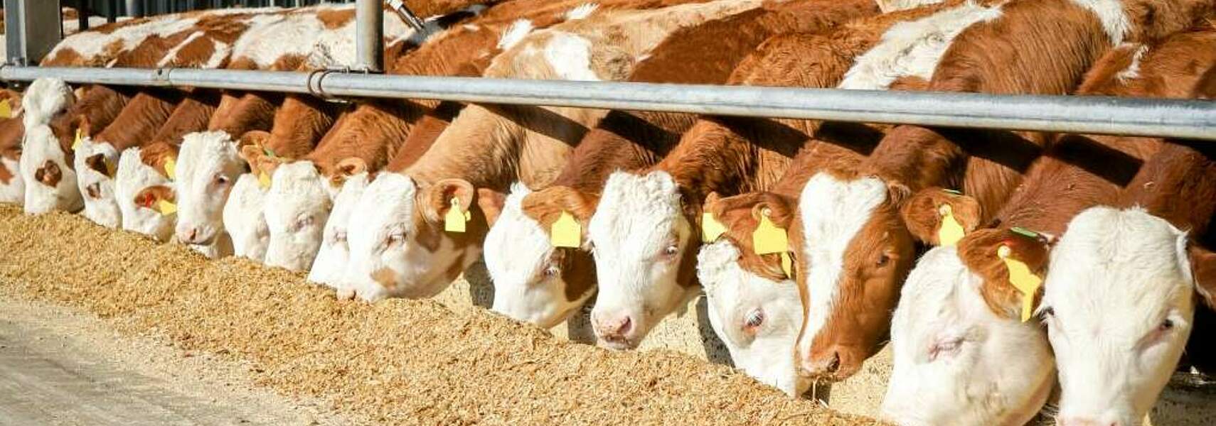 Tierwohl in der Rinderhaltung: Höhere Standards angemessen honorieren