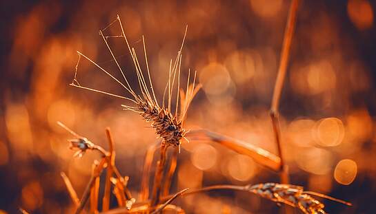 wheat-3538657_pixabay_Couleur.jpg