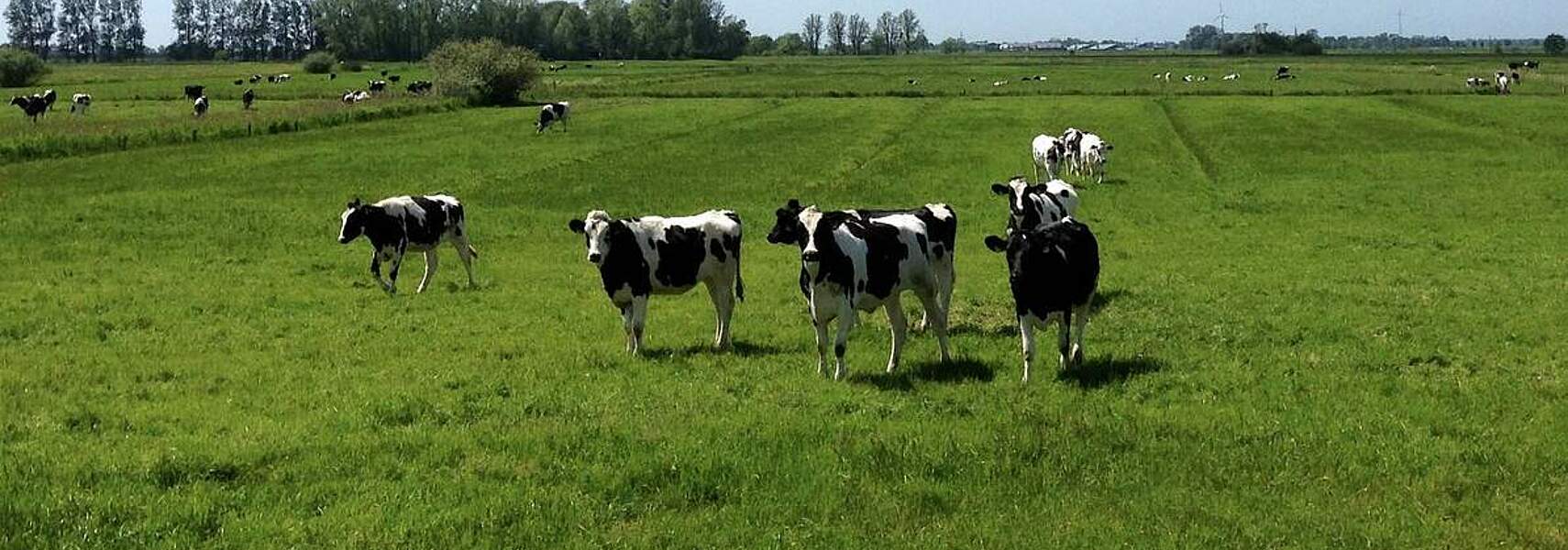 Verbändebündnis fordert Stärkung der Weidetierhaltung bei der GAP-Reform