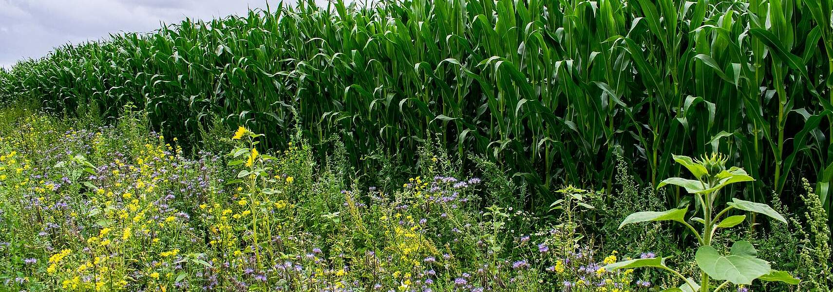 Deutscher Bauernverband kritisiert GAP-Gesetze