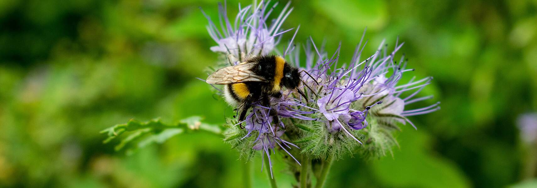 Insektenschutzgesetz stellt Kooperation zwischen Landwirtschaft und Naturschutz in Frage