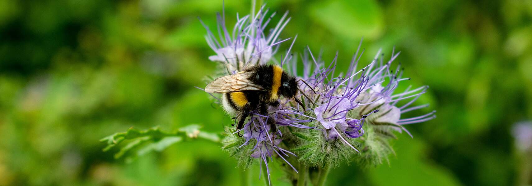 Insektenschutz in der Agrarlandschaft – erfolgreich mit den Bauern!