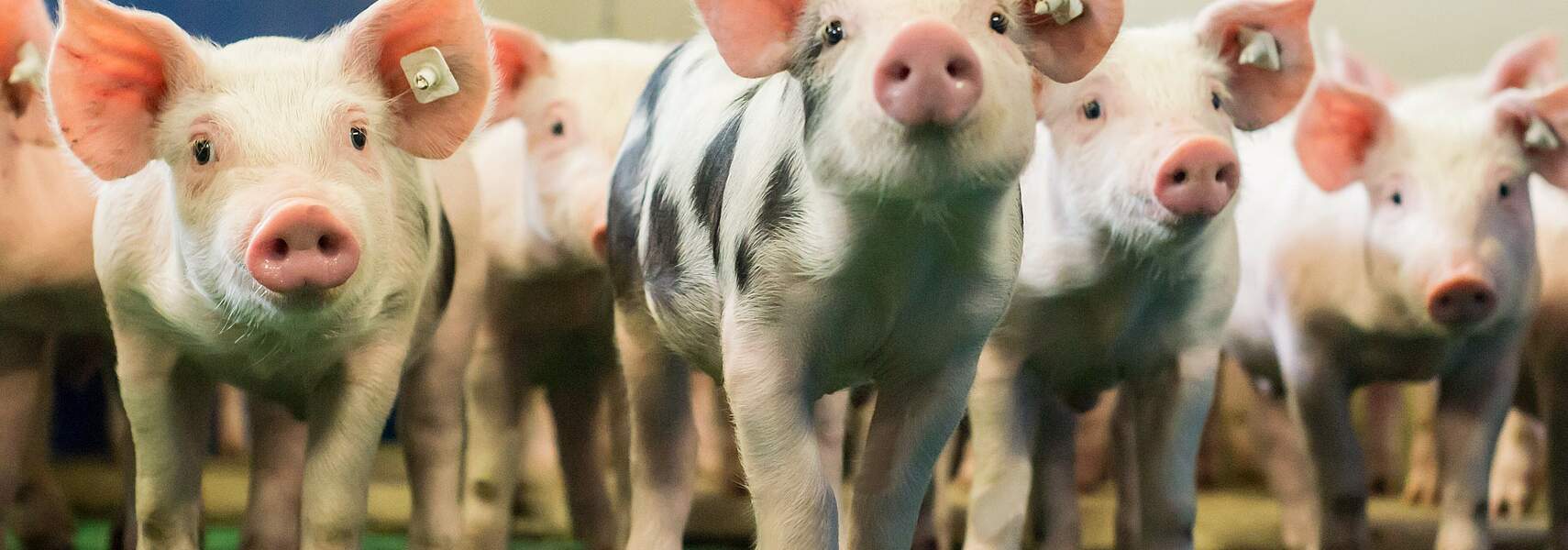 Tierhaltungsstandort Deutschland erhalten