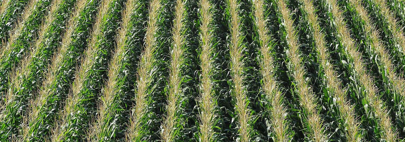 DBV zur Nationalen Bioökonomiestrategie