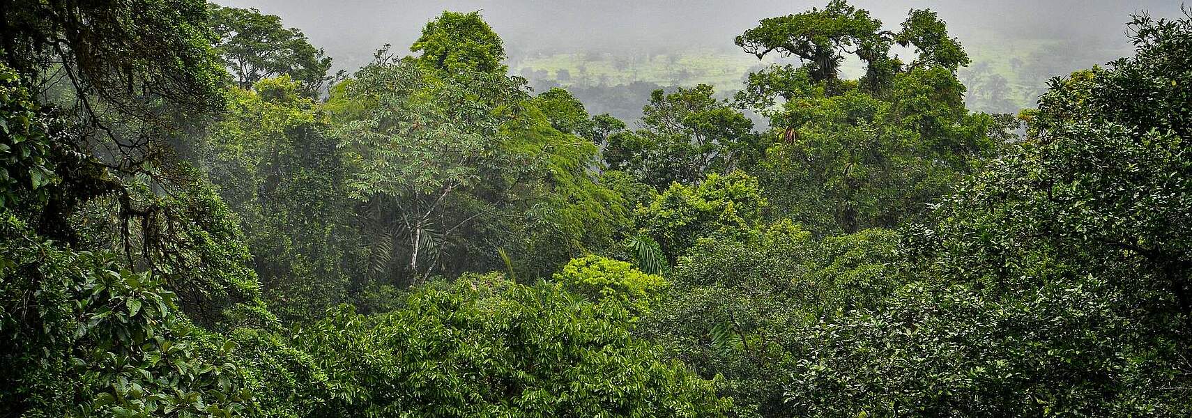 DBV begrüßt endgültige Einigung zur EUDR DBV begrüßt endgültige Einigung zur EUDR