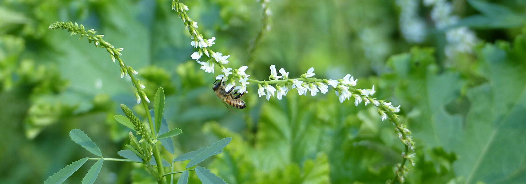 Runder Tisch Insektenschutz