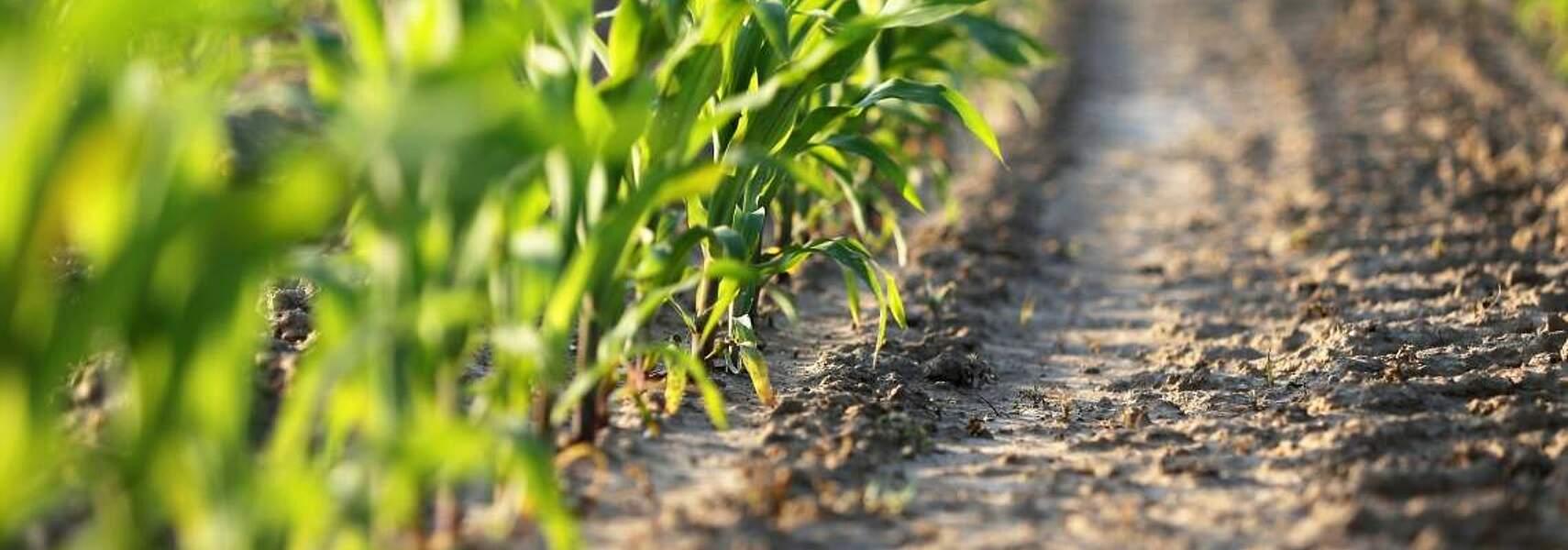 Landwirtschaft kann Klimaschutz