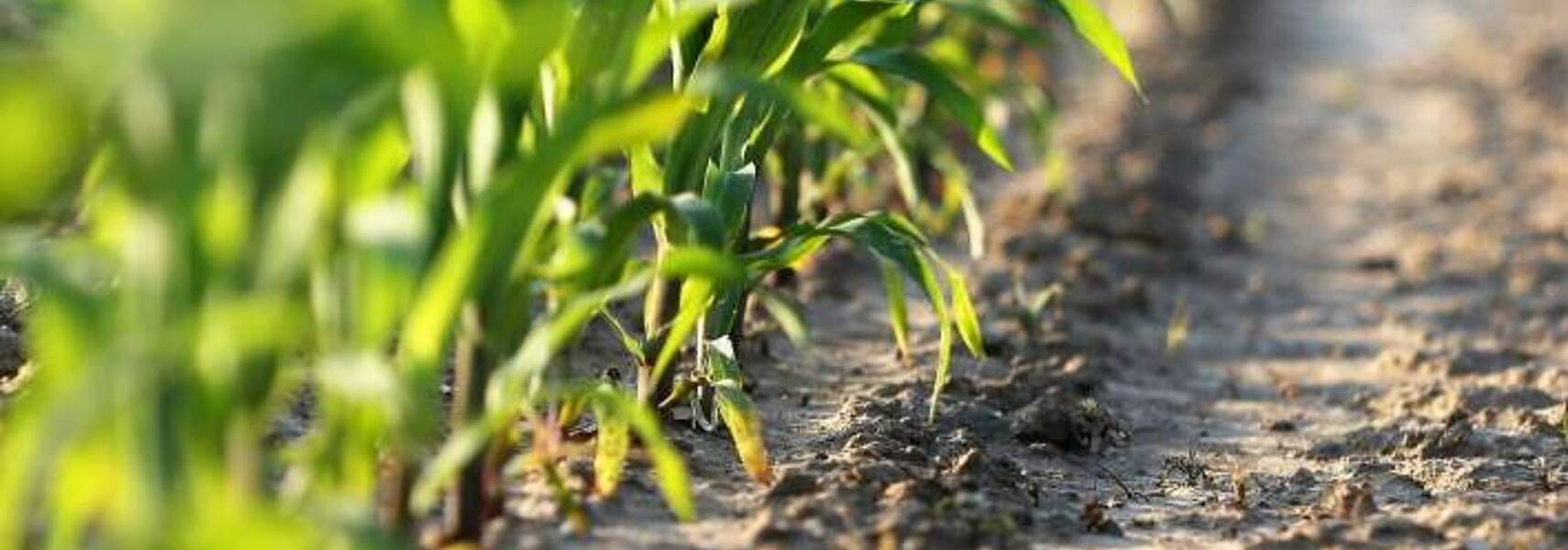 Bioenergie: Ein aktiver Beitrag der Landwirtschaft zum Klimaschutz