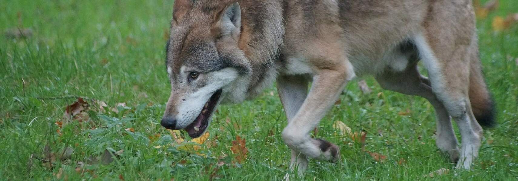 Problemwolfentnahme und Managementpläne zügig auf den Weg bringen Problemwolfentnahme und Managementpläne zügig auf den Weg bringen