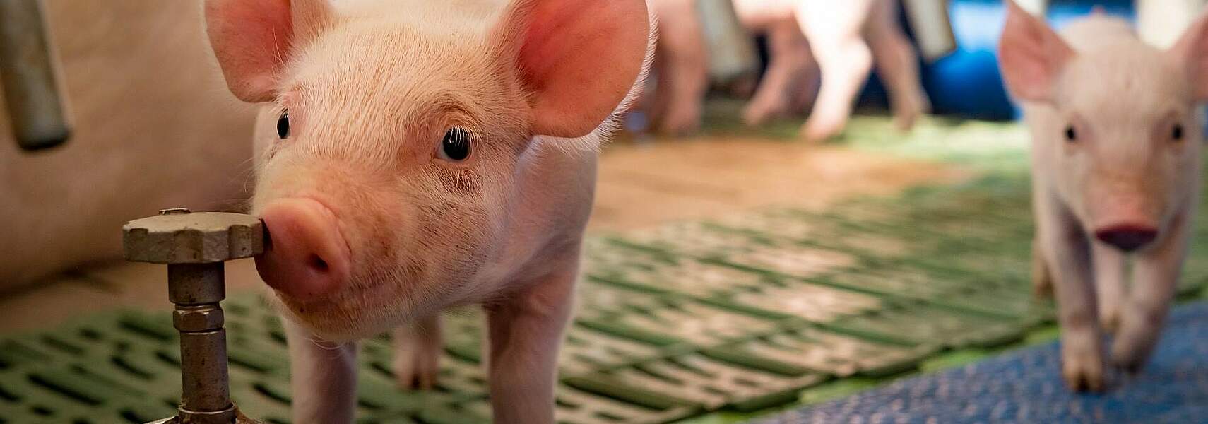 Viehbestandserhebung Mai 2024