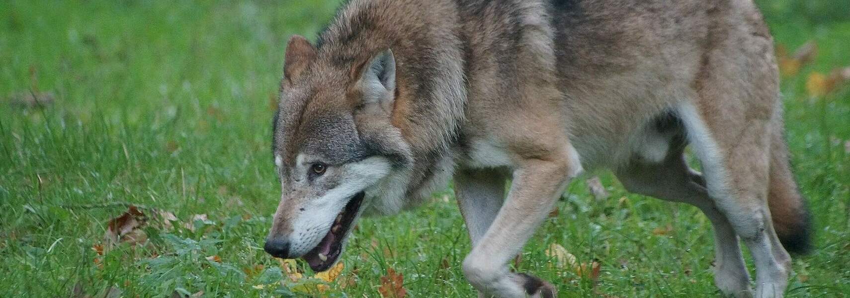 Wolfsattacken auf Haustiere: DBV und DJV fordern Rechtssicherheit