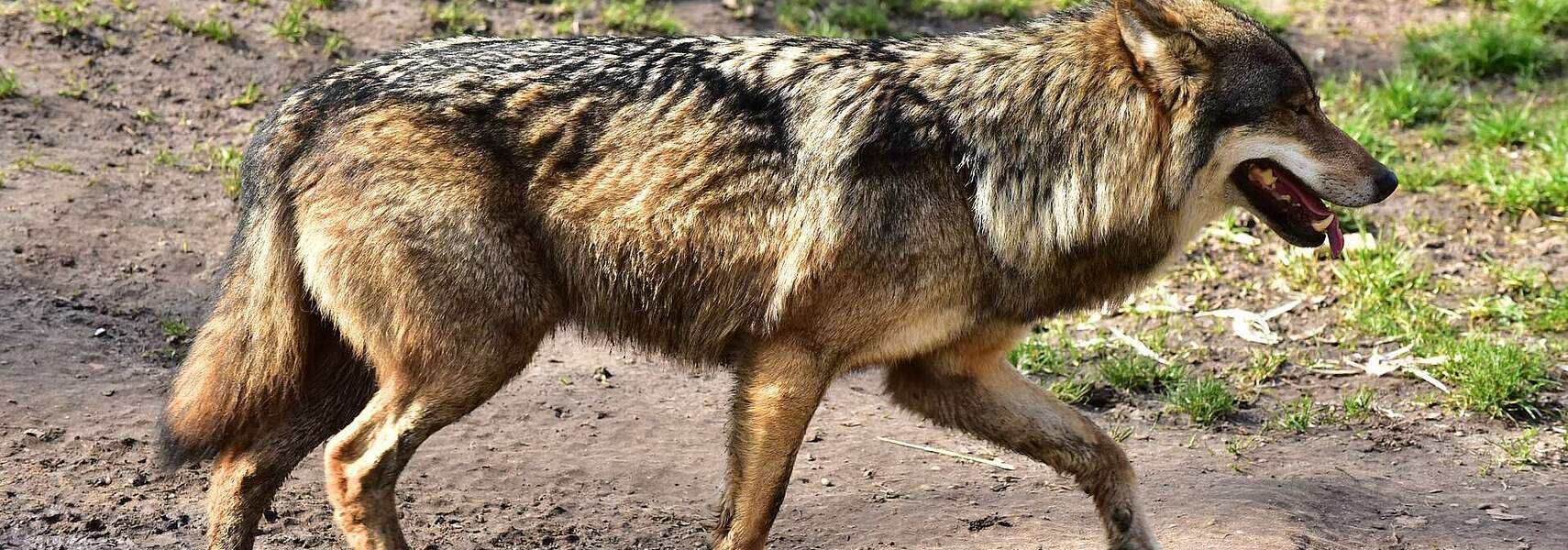 Wolf: Ohne nachhaltige Bestandsreduktion keine Problemlösung