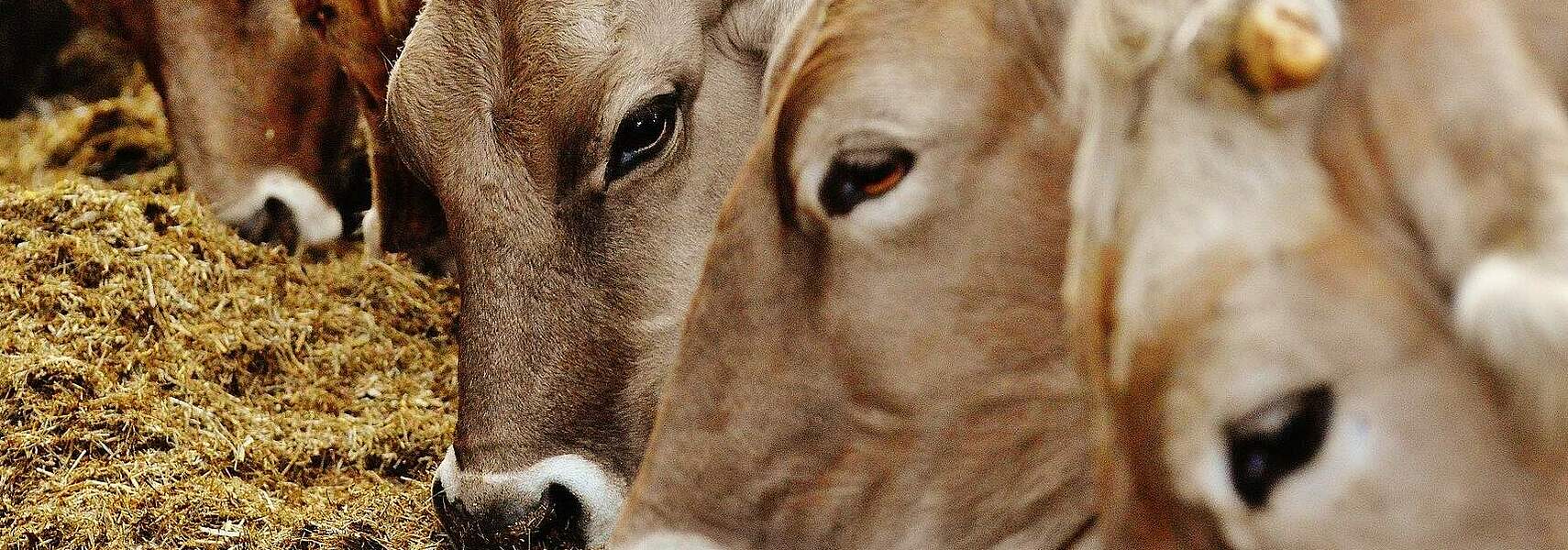 Baurecht für Tierwohlstallbau auf grün schalten