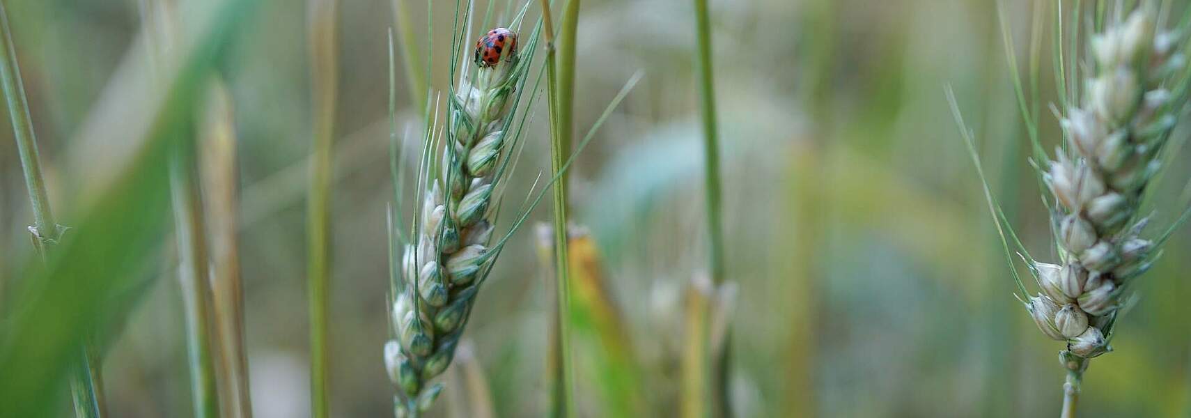 Öko-Umstellungsinteresse der deutschen Landwirte hoch