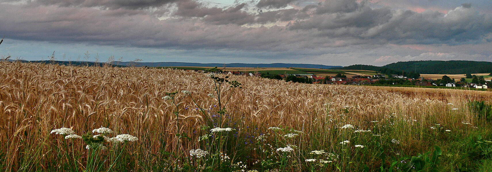 F.R.A.N.Z.-Projekt auf der Grünen Woche 2023: Landwirtschaft und Naturschutz im Dialog für mehr Biodiversität