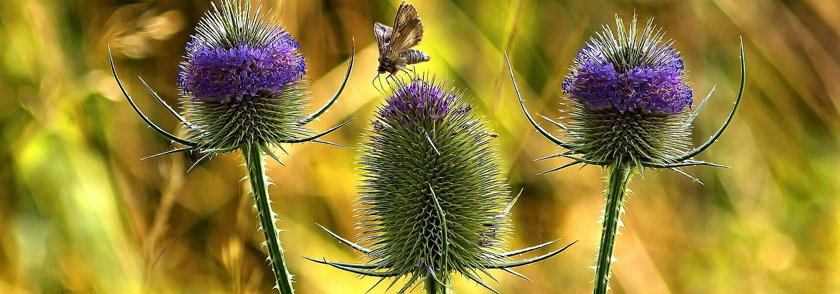 Schutz der Biodiversität muss attraktiver Teil der Fruchtfolge werden