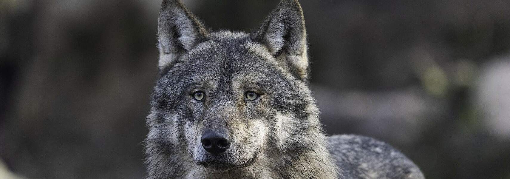 Günstiger Erhaltungszustand beim Wolf aus Sicht der Landwirtschaft erreicht