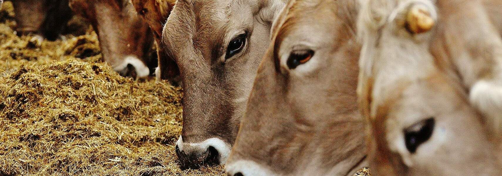 Landwirtschaftliche Unternehmensergebnisse 2018/19