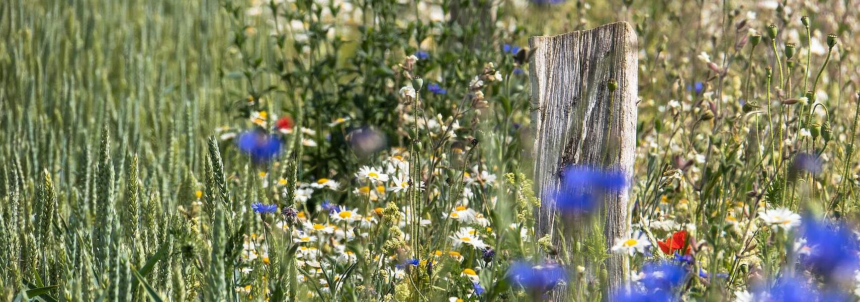 Eco Schemes müssen deutlich attraktiver werden