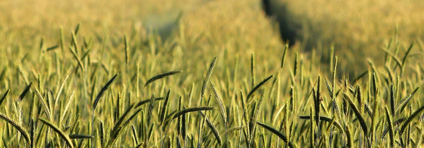 Bauernverband begrüßt Mitteilung der EU-Kom zu Ernährungssicherheit