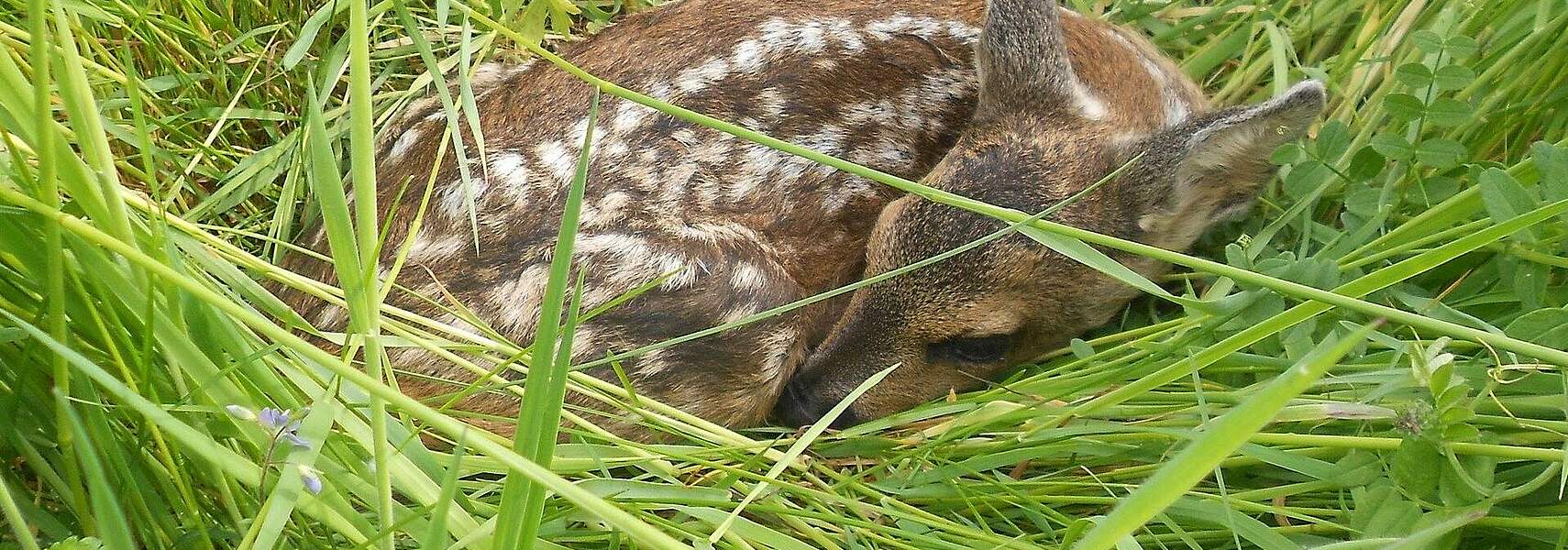 Rehkitze und Niederwild bei der Frühjahrsmahd schützen