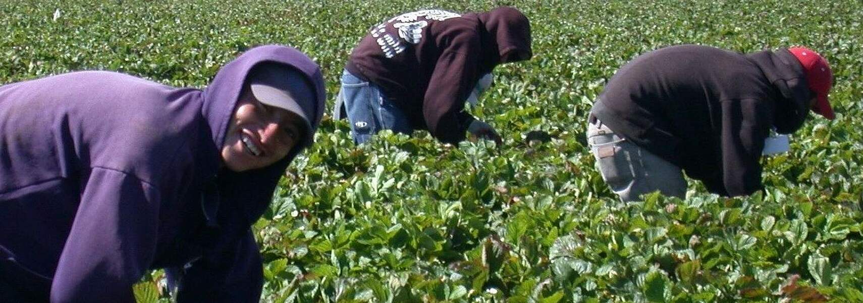 Saisonarbeiter: Verbände appellieren an Landwirte