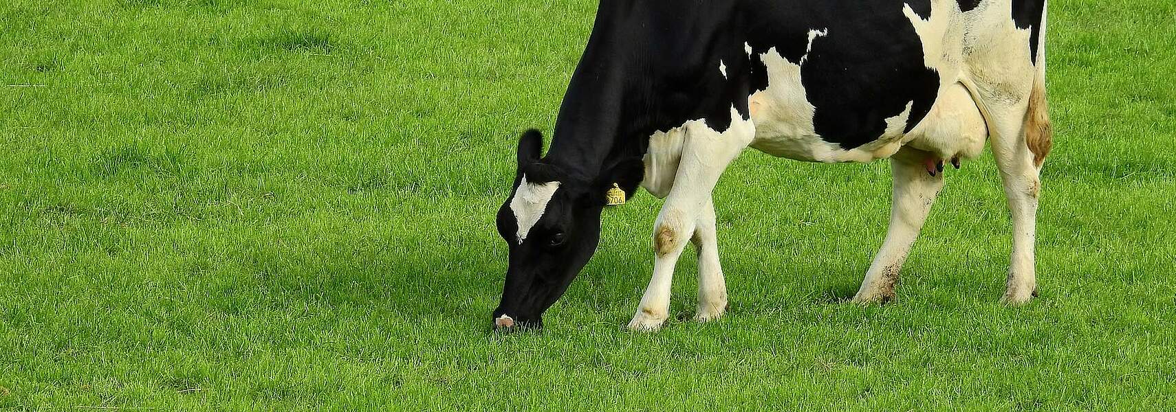 Deutscher Bauernverband stellt Grünlandagenda vor