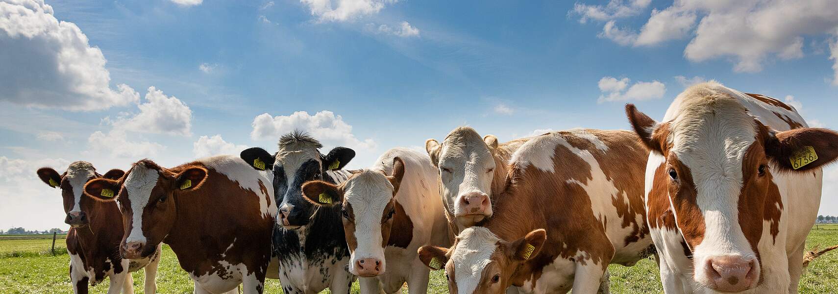 Methanemissionen in der Rinderhaltung