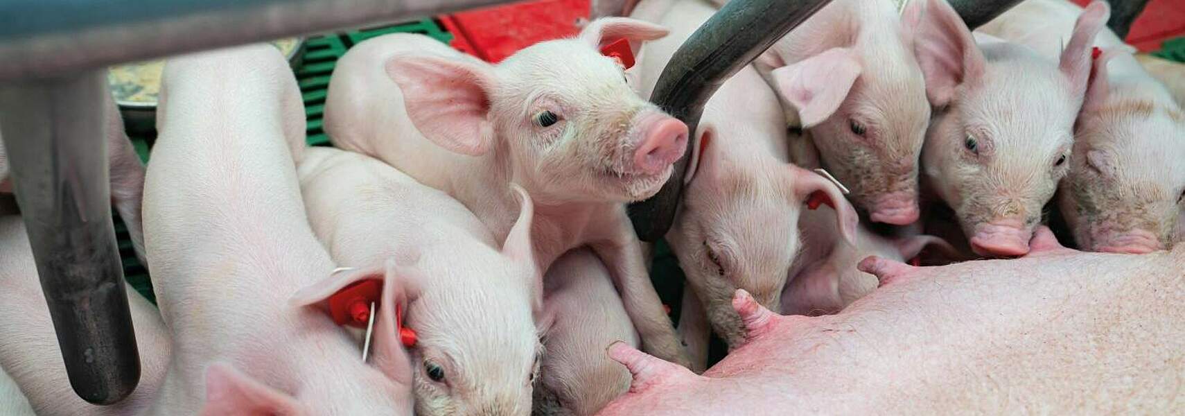 Verbände-Allianz fordert „Nationales Sonderprogramm Sauenhaltung“