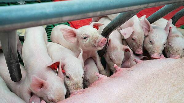 Verbände-Allianz fordert „Nationales Sonderprogramm Sauenhaltung“